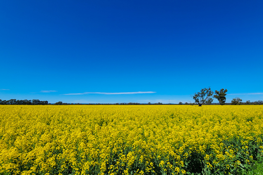 Beyond the Vines: Share Farming at Tahbilk Estate